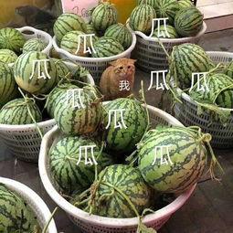 吃瓜娱乐图片大全,揭秘娱乐圈那些搞笑瞬间